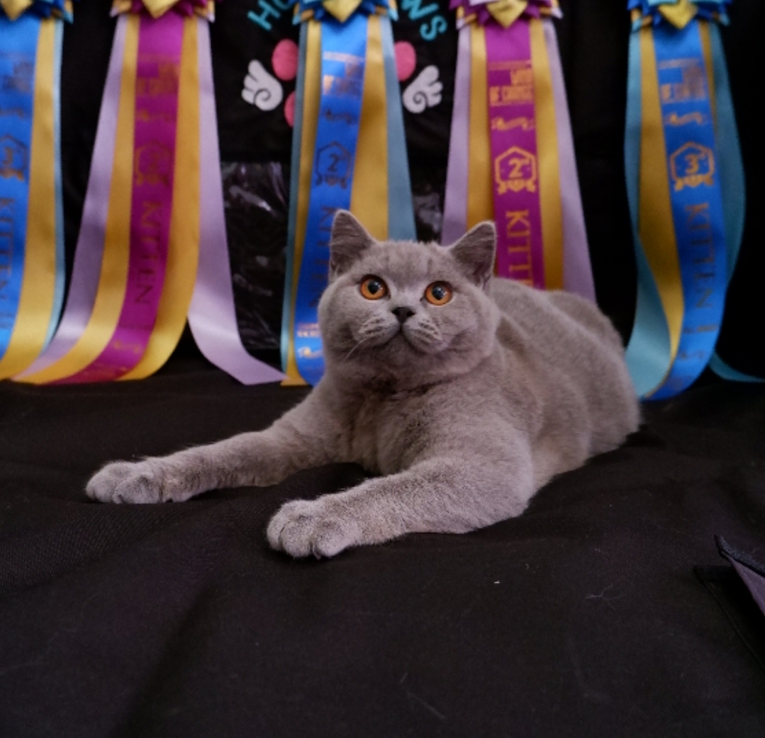 Holy Paws Pretty Chocolate